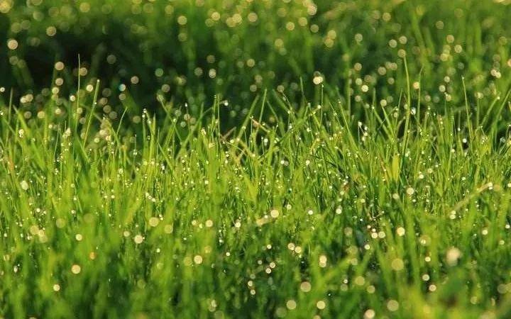 怎样下载小草客户端小草客户端下载最新版本-第1张图片-太平洋在线下载