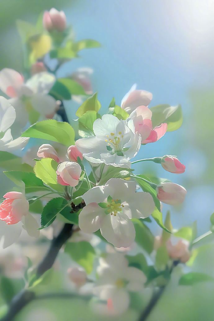 花花语苹果版花语app炸骗
